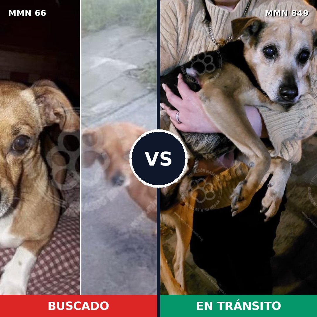 Comparativa MMS 13395: mascota perdida y mascota encontrada, 23% de similitud