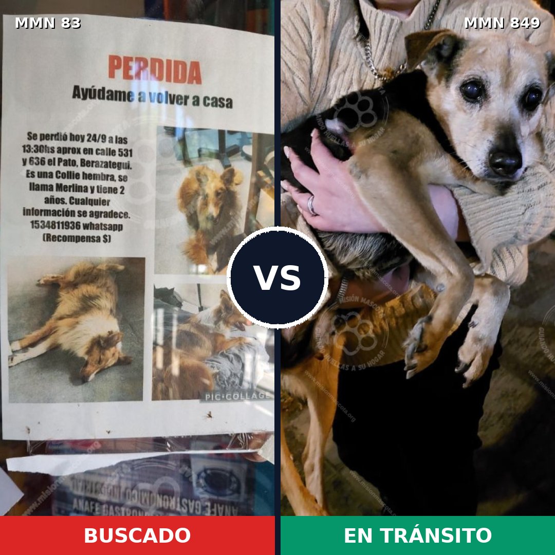 Comparativa MMS 13396: mascota perdida y mascota encontrada, 23% de similitud