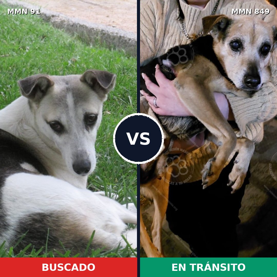 Comparativa MMS 13397: mascota perdida y mascota encontrada, 55% de similitud
