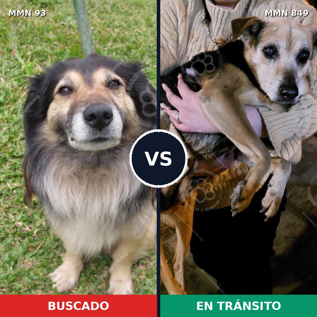 Comparativa MMS 13398: mascota perdida y mascota encontrada, 63% de similitud