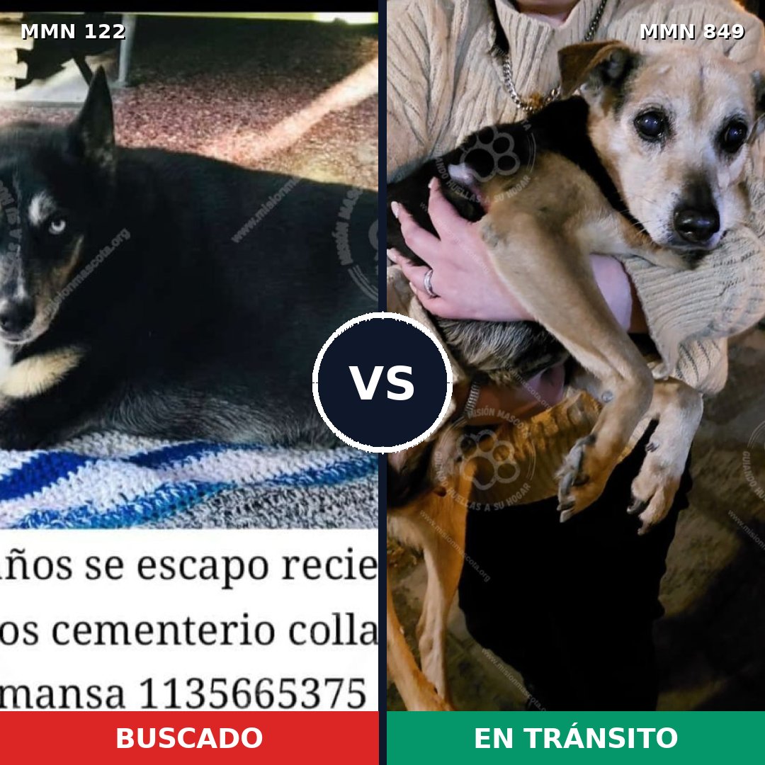 Comparativa MMS 13399: mascota perdida y mascota encontrada, 44% de similitud