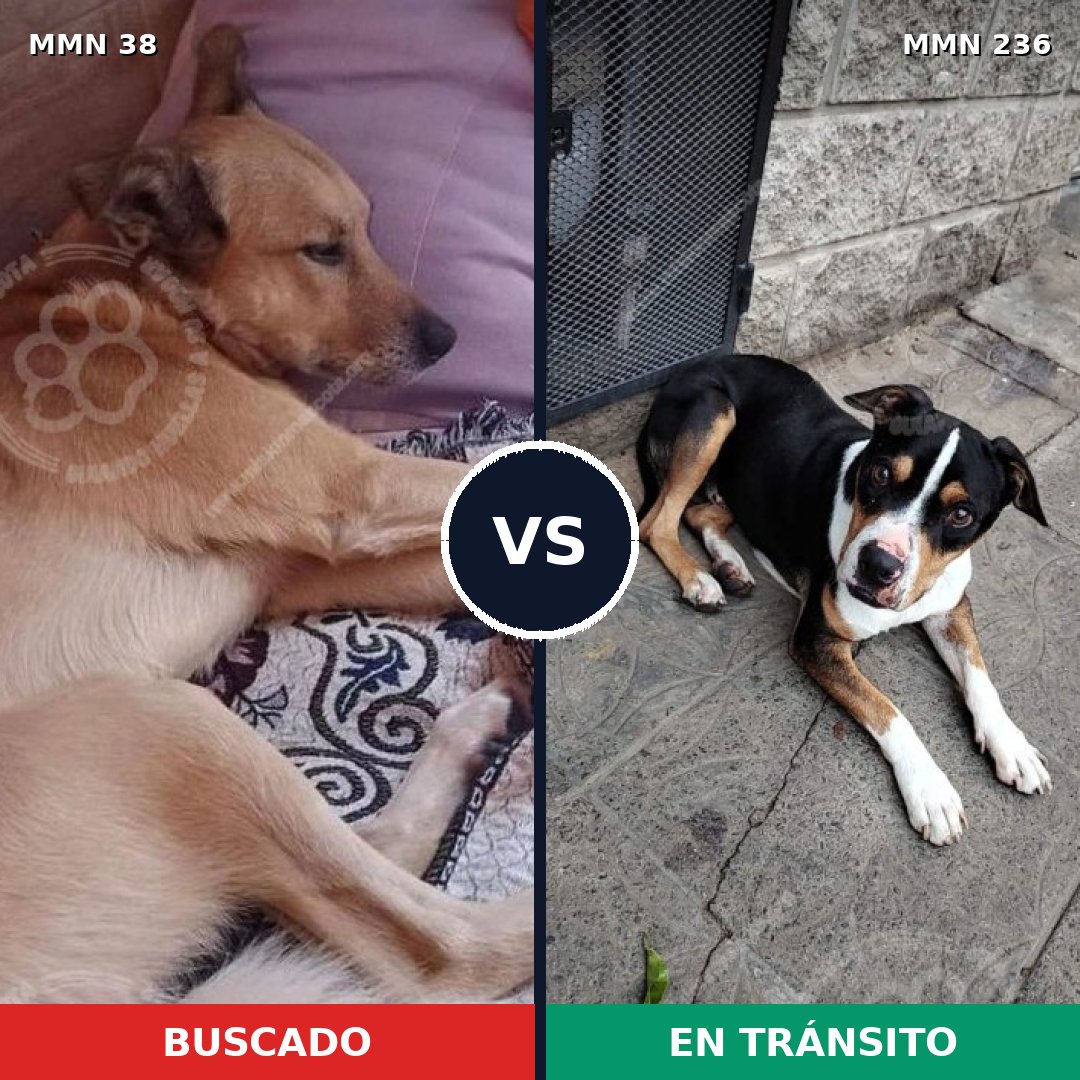 Comparativa MMS 134: mascota perdida y mascota encontrada, 53% de similitud