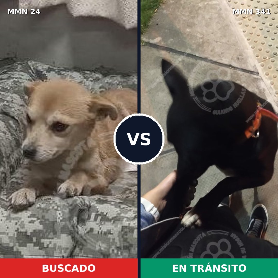 Comparativa MMS 1340: mascota perdida y mascota encontrada, 57% de similitud