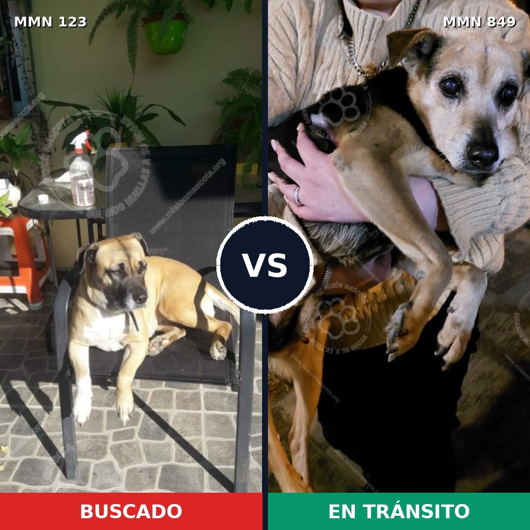 Comparativa MMS 13400: mascota perdida y mascota encontrada, 16% de similitud
