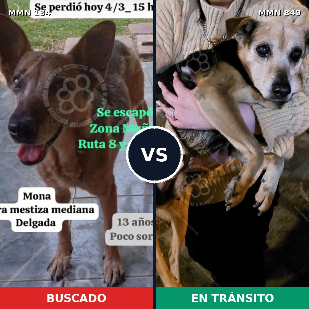 Comparativa MMS 13401: mascota perdida y mascota encontrada, 67% de similitud