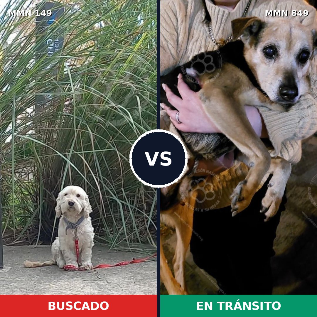 Comparativa MMS 13403: mascota perdida y mascota encontrada, 42% de similitud