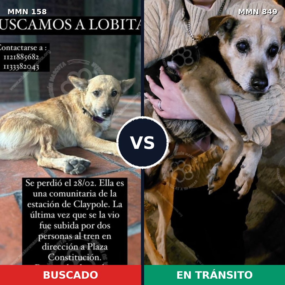 Comparativa MMS 13404: mascota perdida y mascota encontrada, 42% de similitud