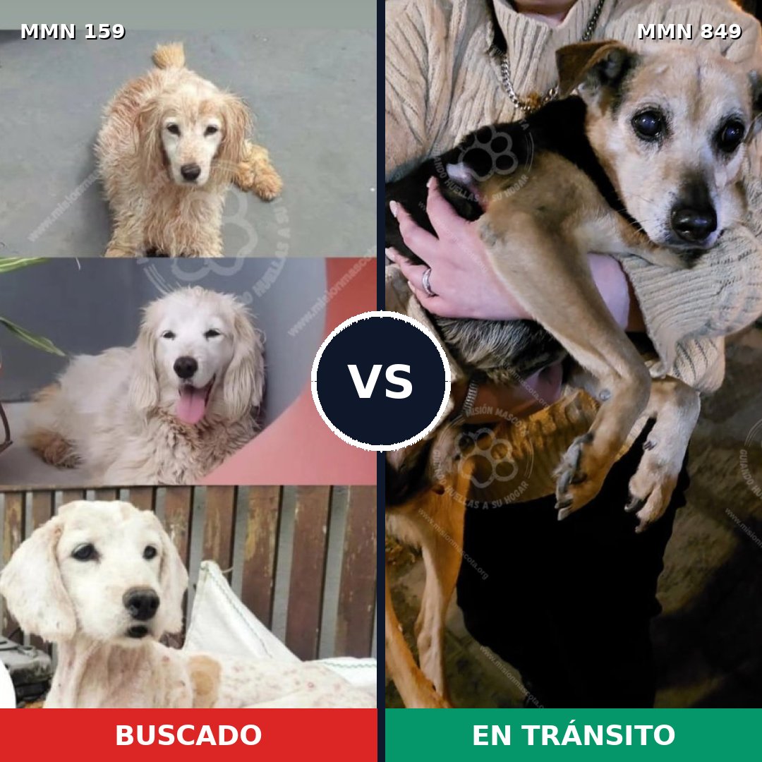 Comparativa MMS 13405: mascota perdida y mascota encontrada, 43% de similitud