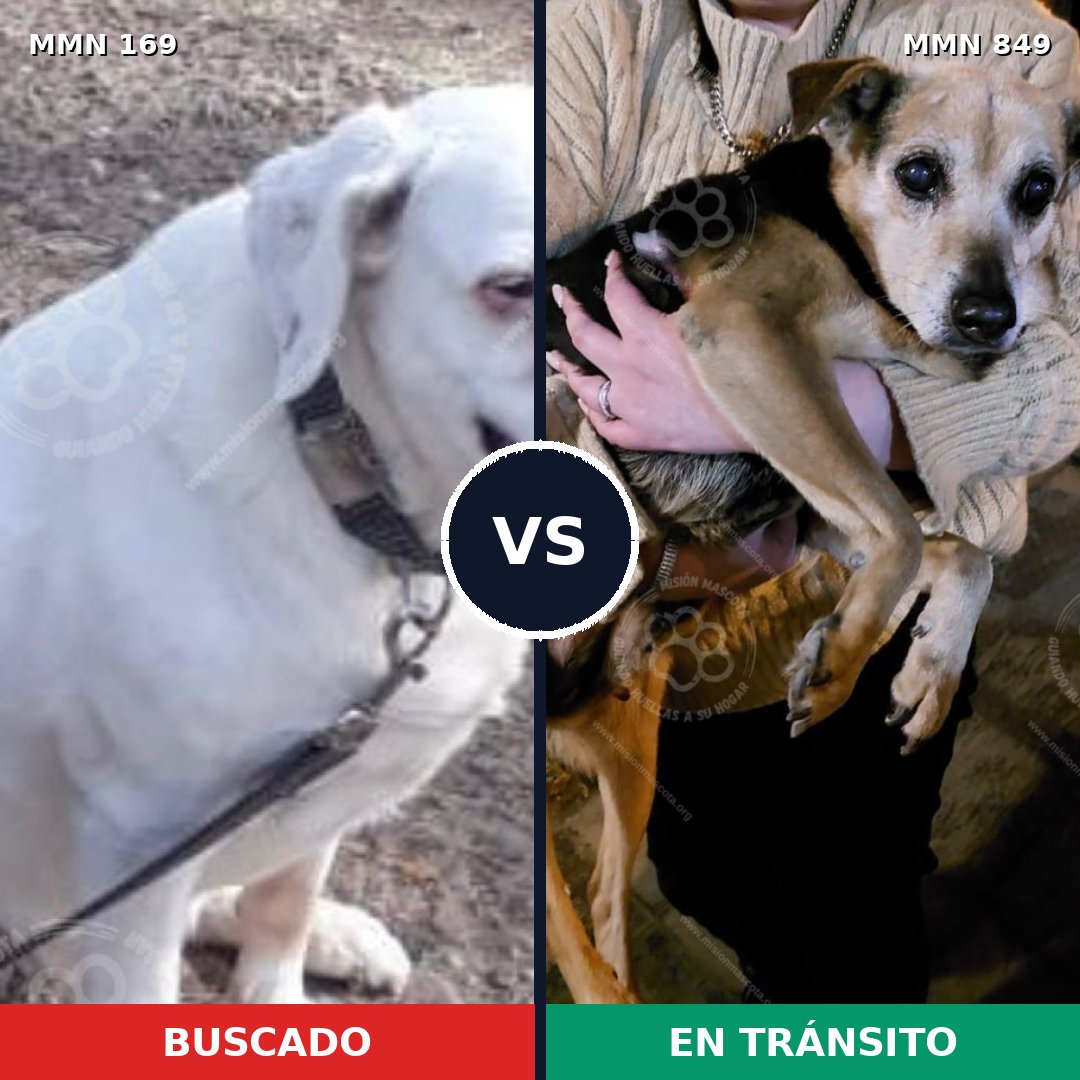 Comparativa MMS 13407: mascota perdida y mascota encontrada, 24% de similitud