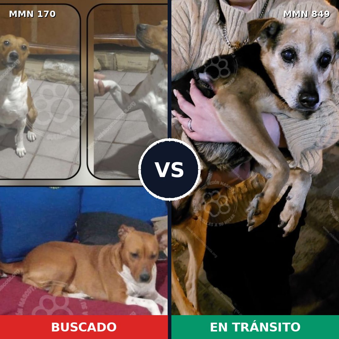 Comparativa MMS 13408: mascota perdida y mascota encontrada, 56% de similitud
