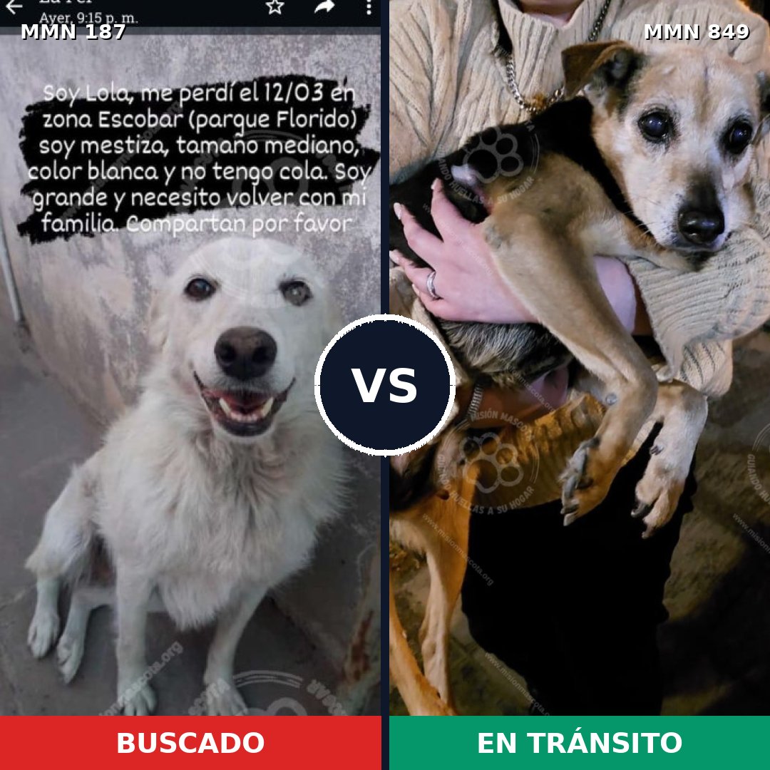 Comparativa MMS 13409: mascota perdida y mascota encontrada, 11% de similitud