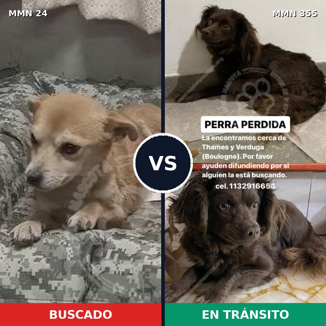 Comparativa MMS 1341: mascota perdida y mascota encontrada, 56% de similitud