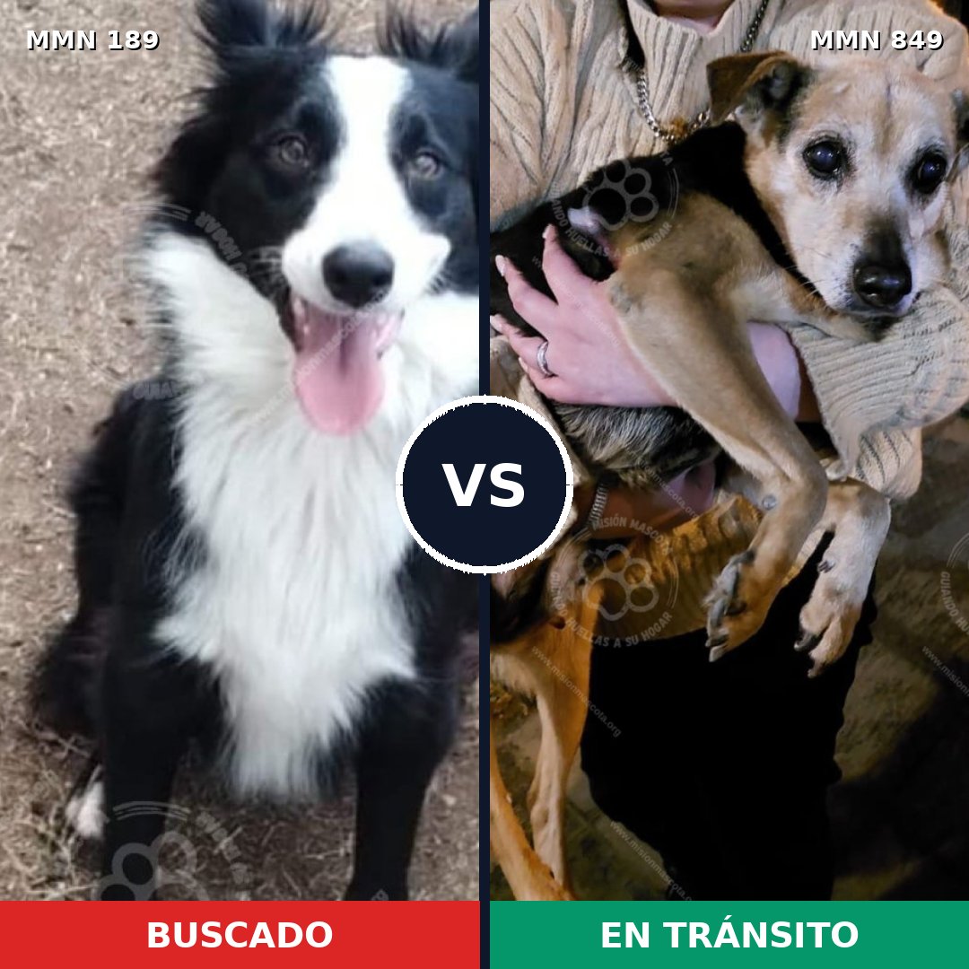 Comparativa MMS 13410: mascota perdida y mascota encontrada, 42% de similitud