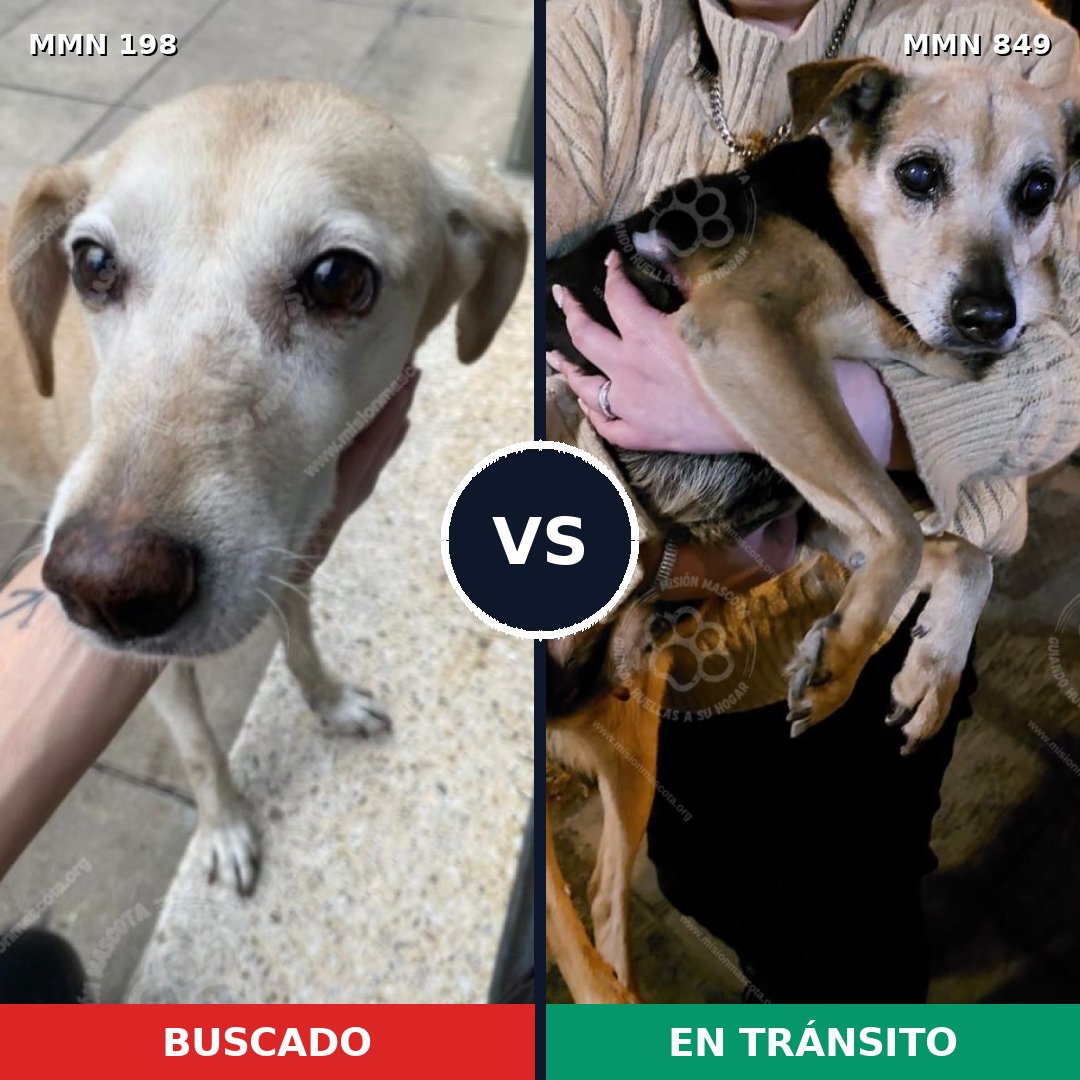 Comparativa MMS 13411: mascota perdida y mascota encontrada, 45% de similitud