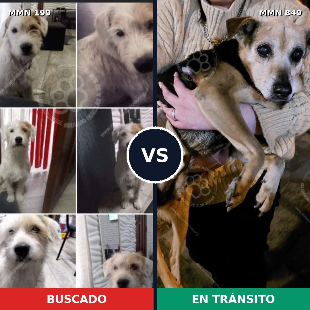 Comparativa MMS 13412: mascota perdida y mascota encontrada, 42% de similitud