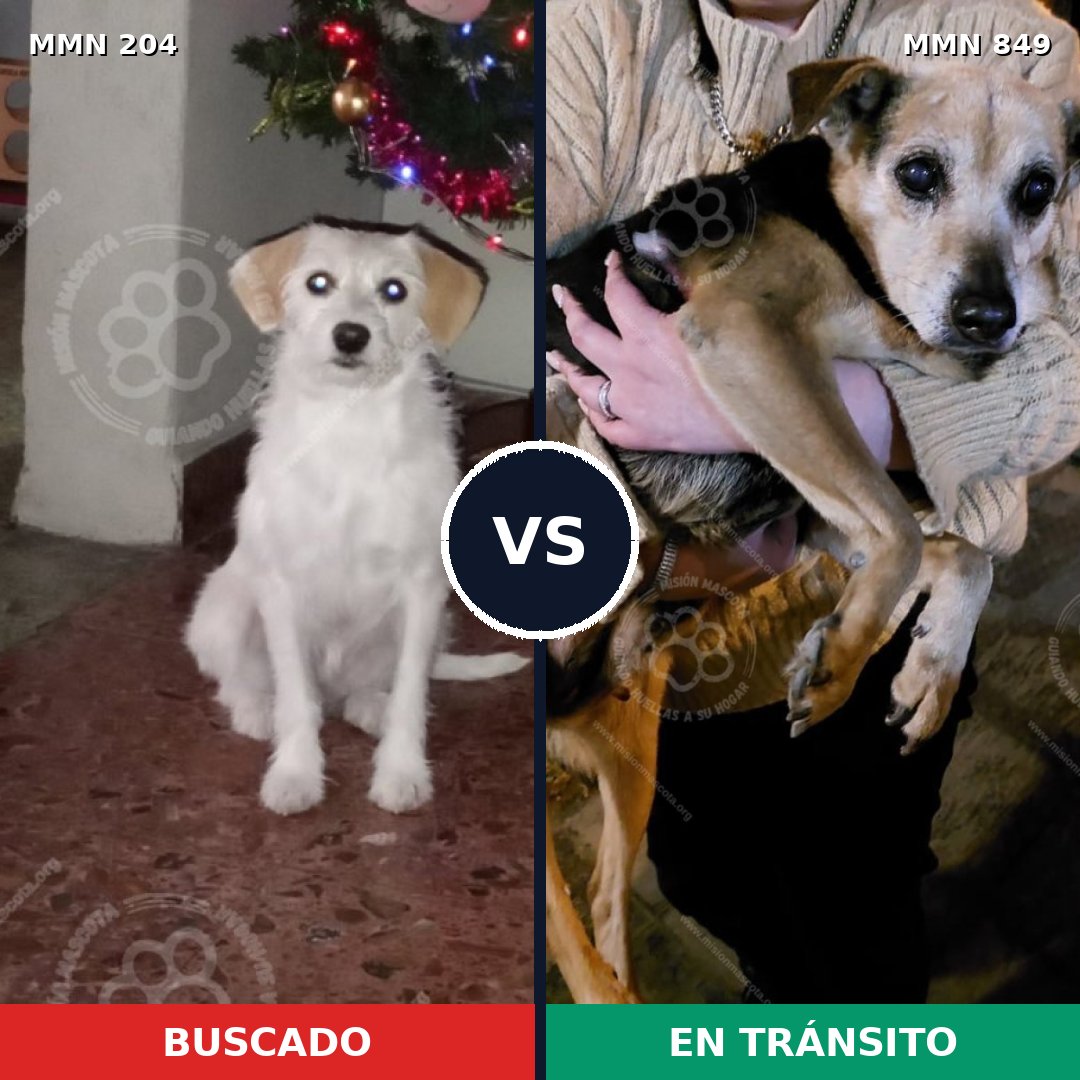 Comparativa MMS 13413: mascota perdida y mascota encontrada, 45% de similitud