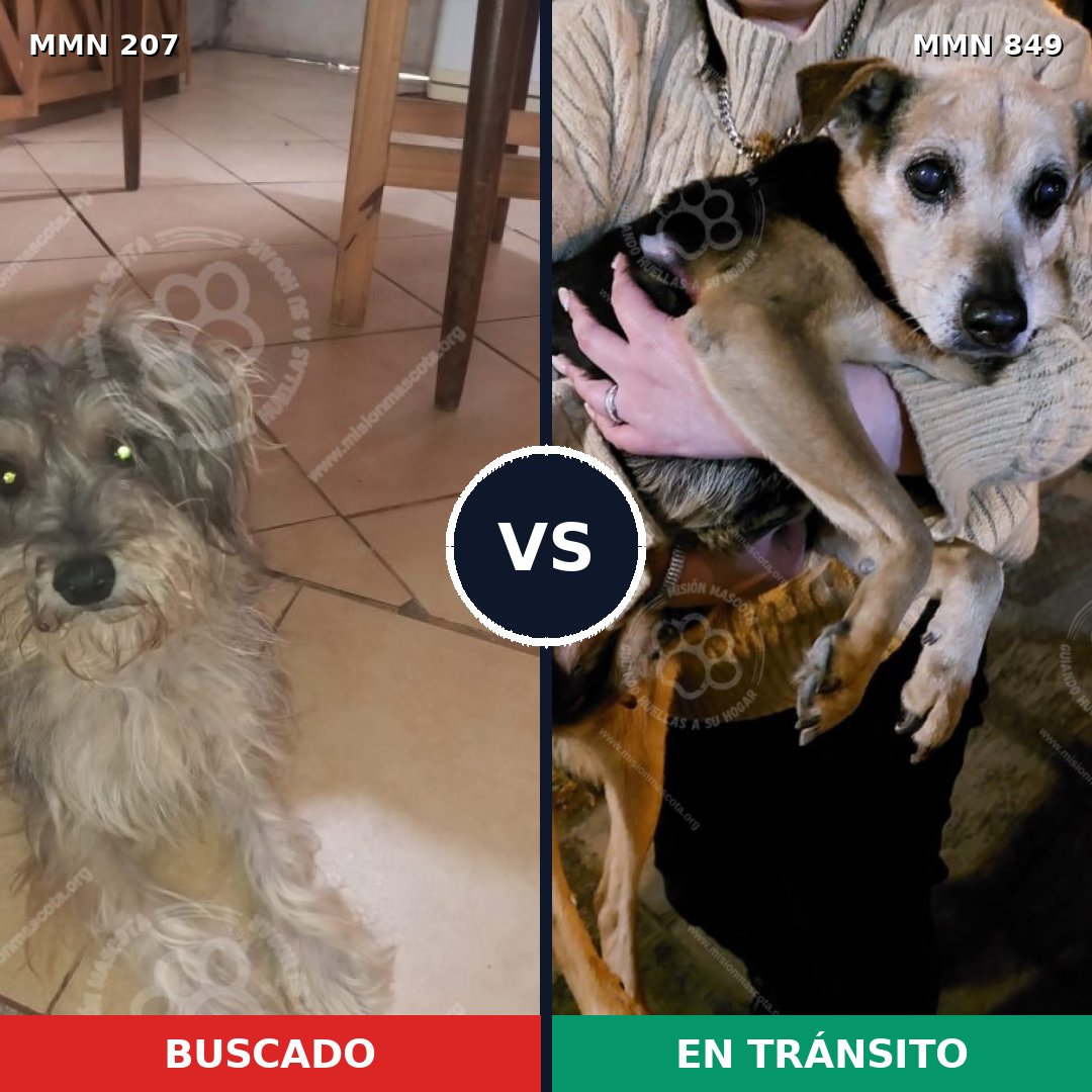 Comparativa MMS 13415: mascota perdida y mascota encontrada, 10% de similitud