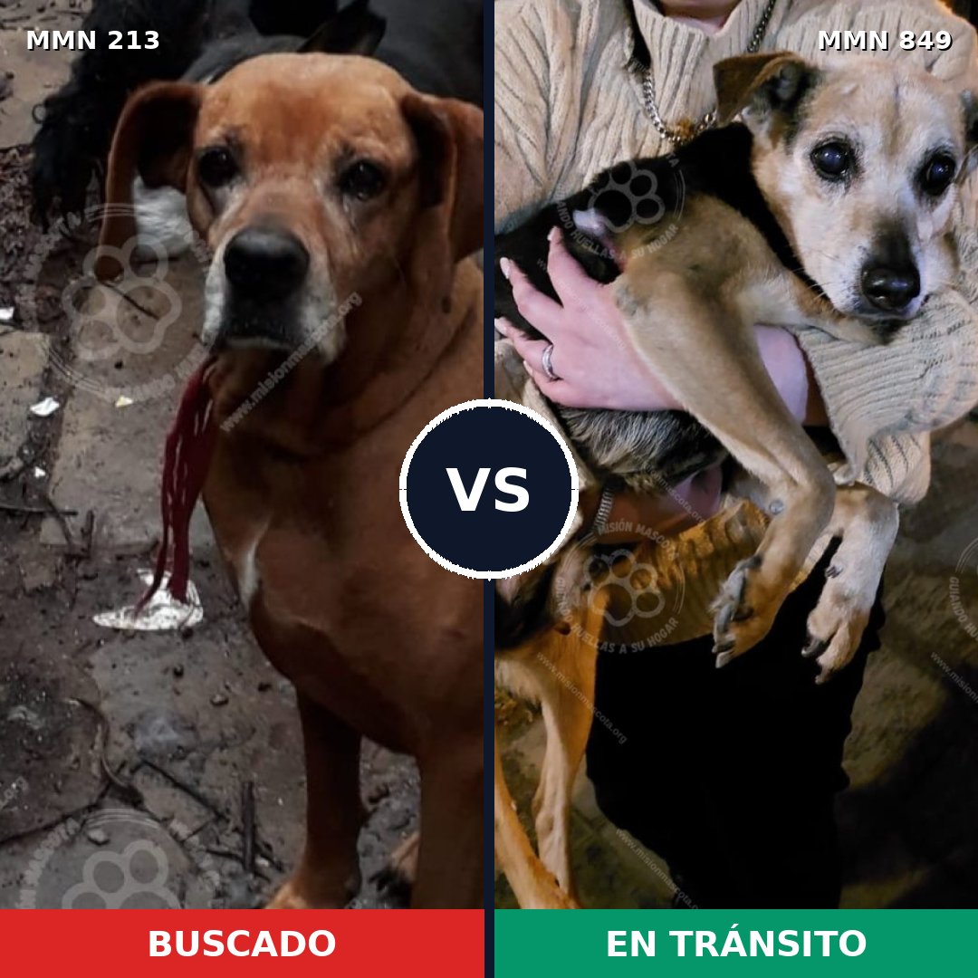 Comparativa MMS 13416: mascota perdida y mascota encontrada, 24% de similitud