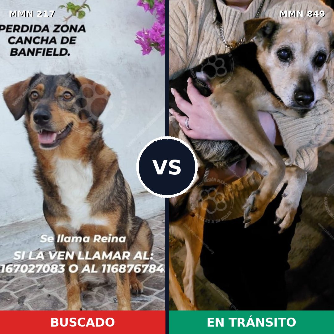 Comparativa MMS 13417: mascota perdida y mascota encontrada, 66% de similitud