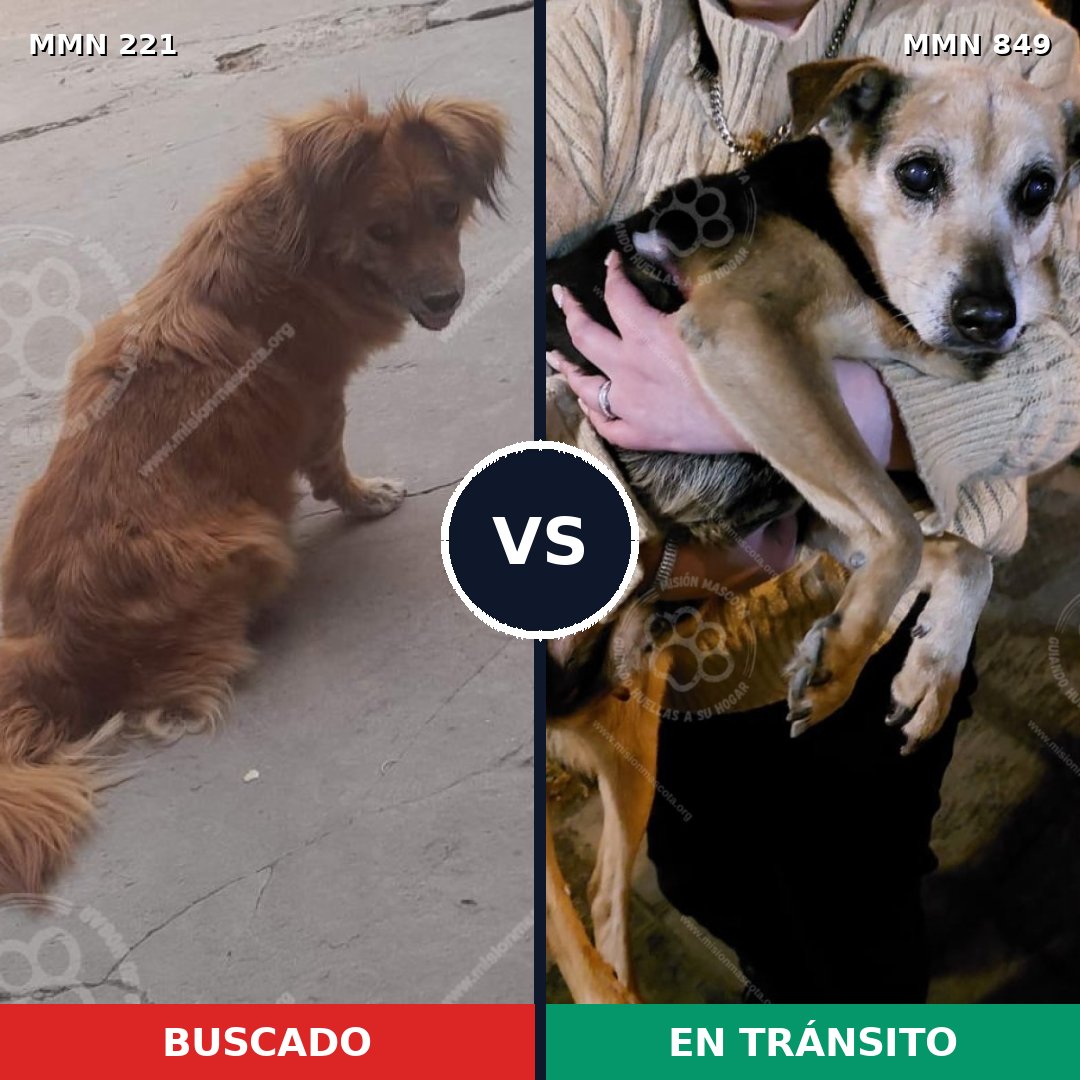 Comparativa MMS 13418: mascota perdida y mascota encontrada, 54% de similitud
