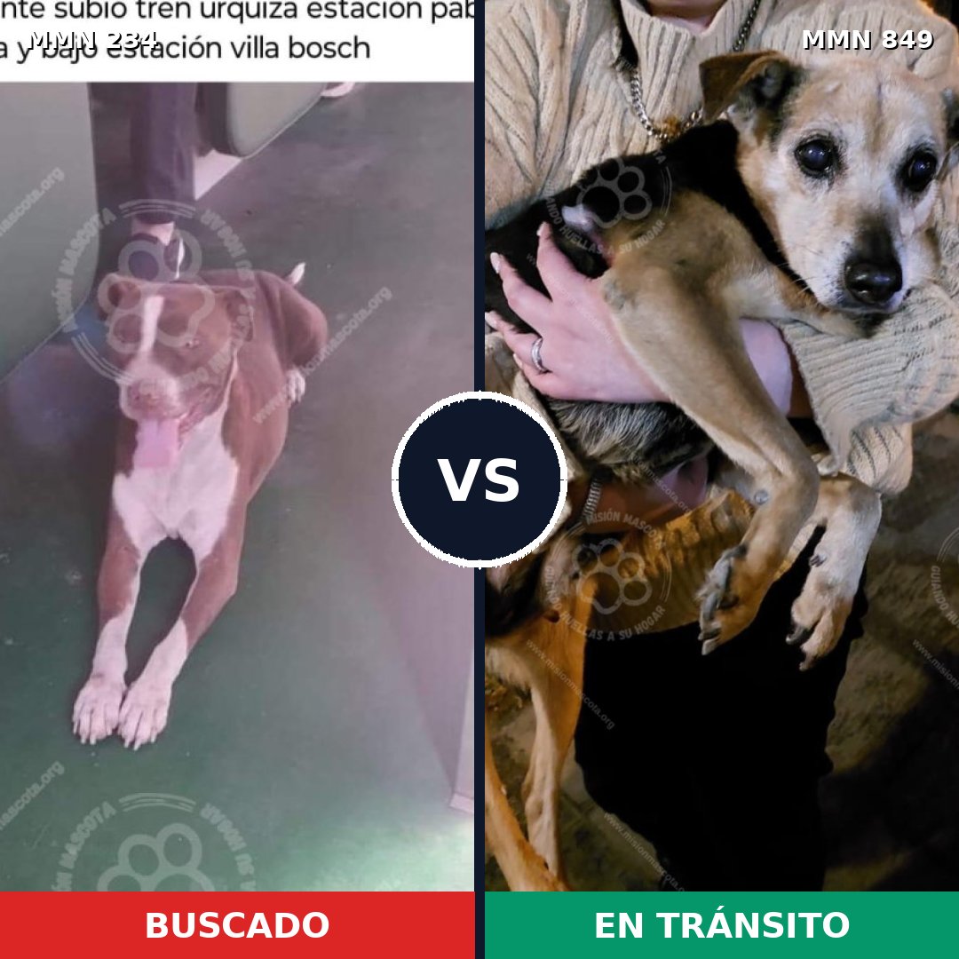 Comparativa MMS 13419: mascota perdida y mascota encontrada, 23% de similitud