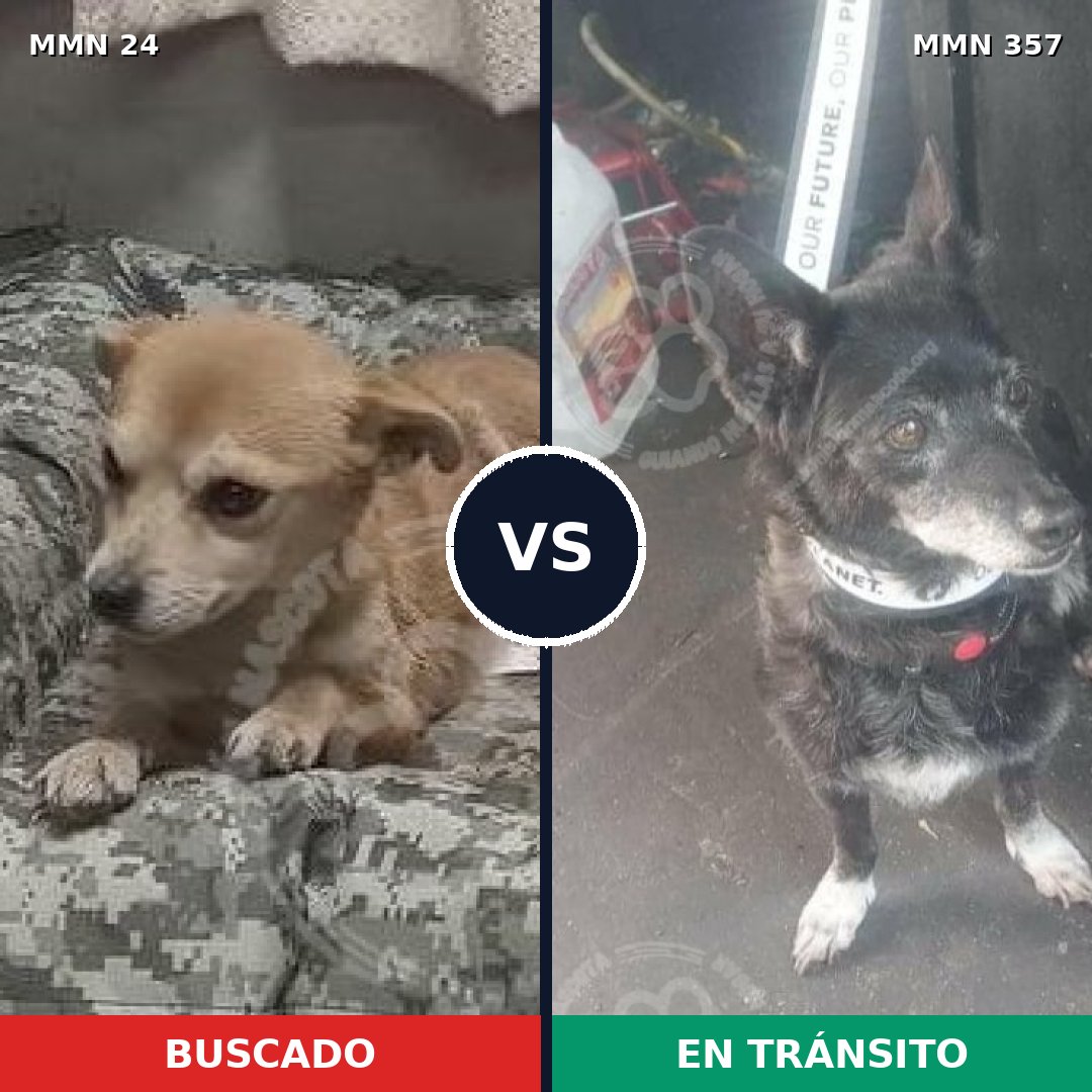 Comparativa MMS 1342: mascota perdida y mascota encontrada, 60% de similitud