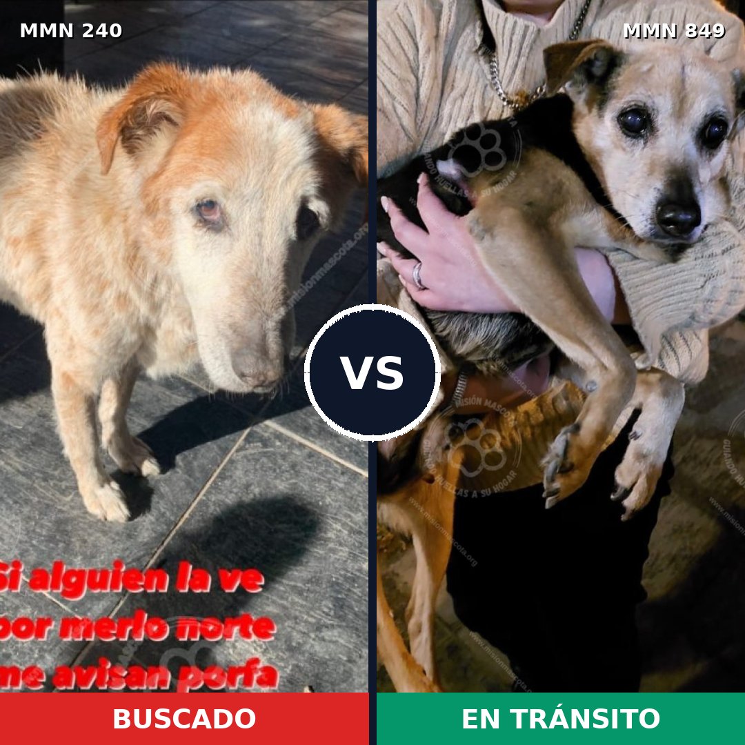 Comparativa MMS 13420: mascota perdida y mascota encontrada, 43% de similitud