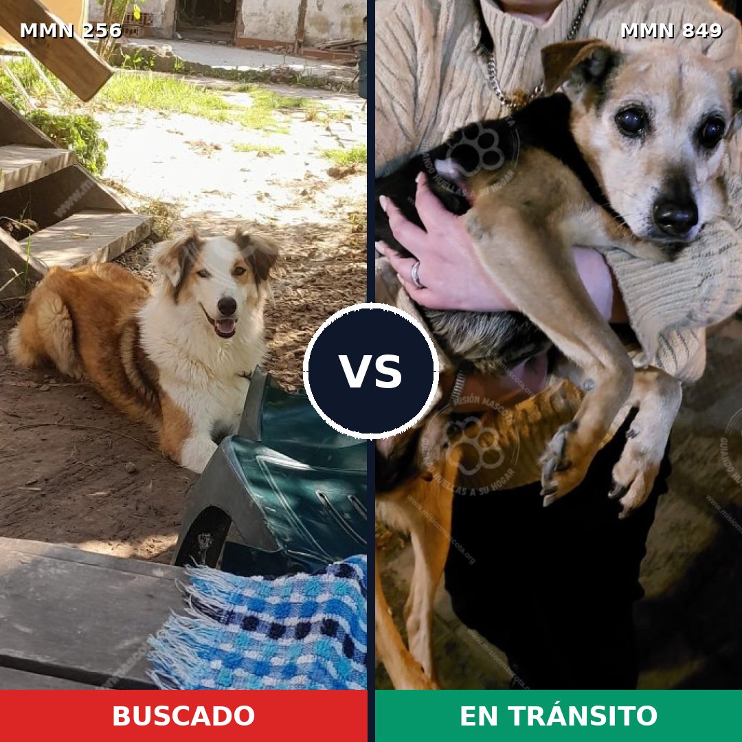 Comparativa MMS 13421: mascota perdida y mascota encontrada, 54% de similitud