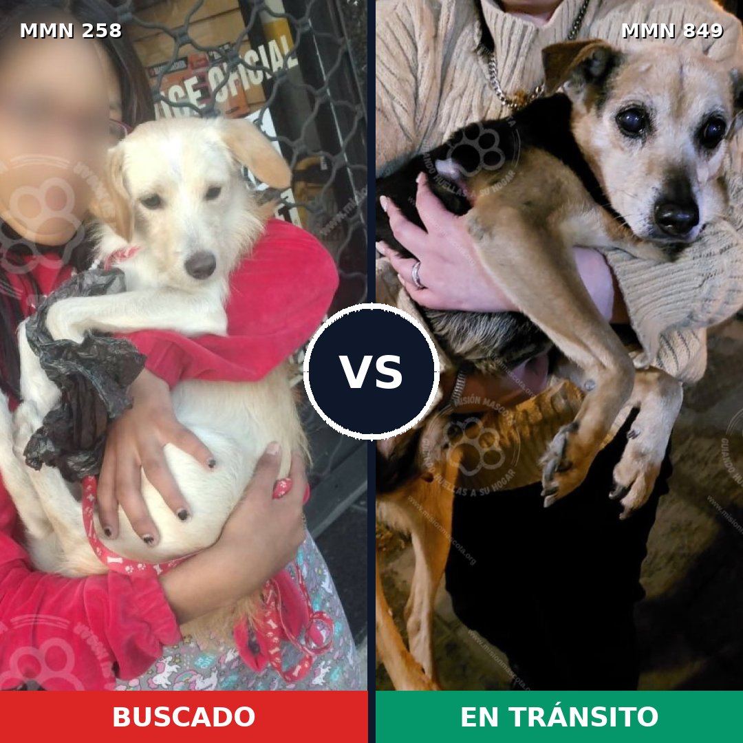Comparativa MMS 13422: mascota perdida y mascota encontrada, 11% de similitud