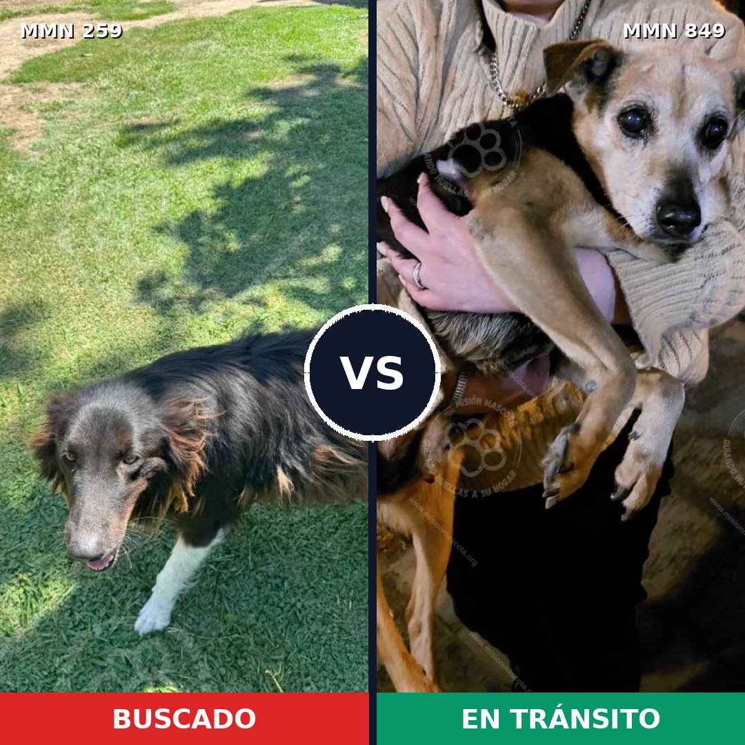 Comparativa MMS 13423: mascota perdida y mascota encontrada, 56% de similitud