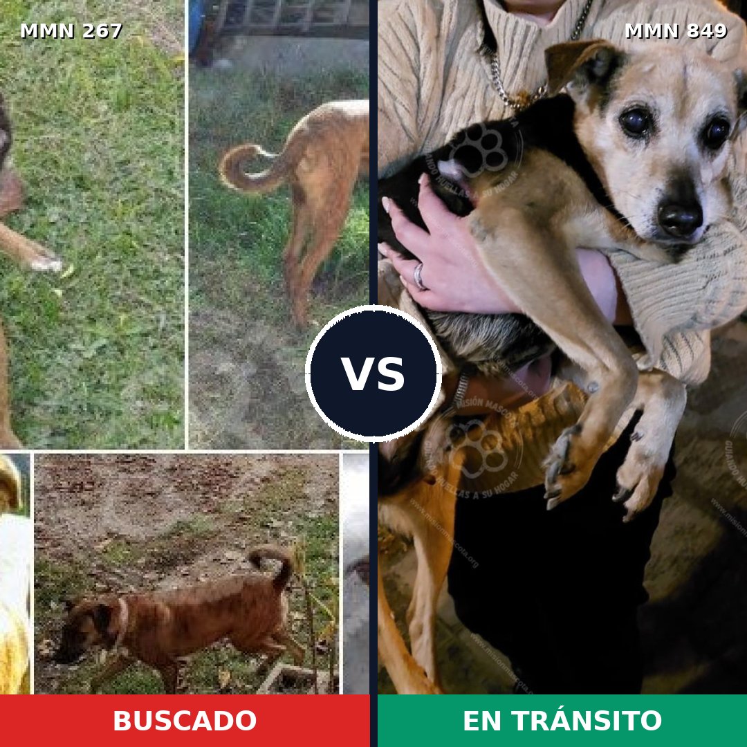 Comparativa MMS 13424: mascota perdida y mascota encontrada, 69% de similitud