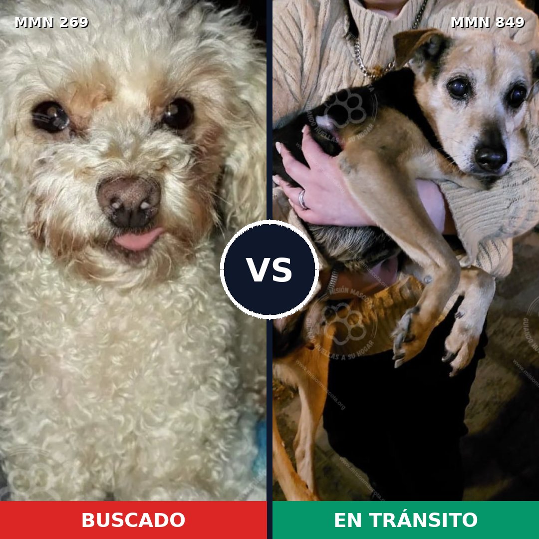 Comparativa MMS 13425: mascota perdida y mascota encontrada, 31% de similitud