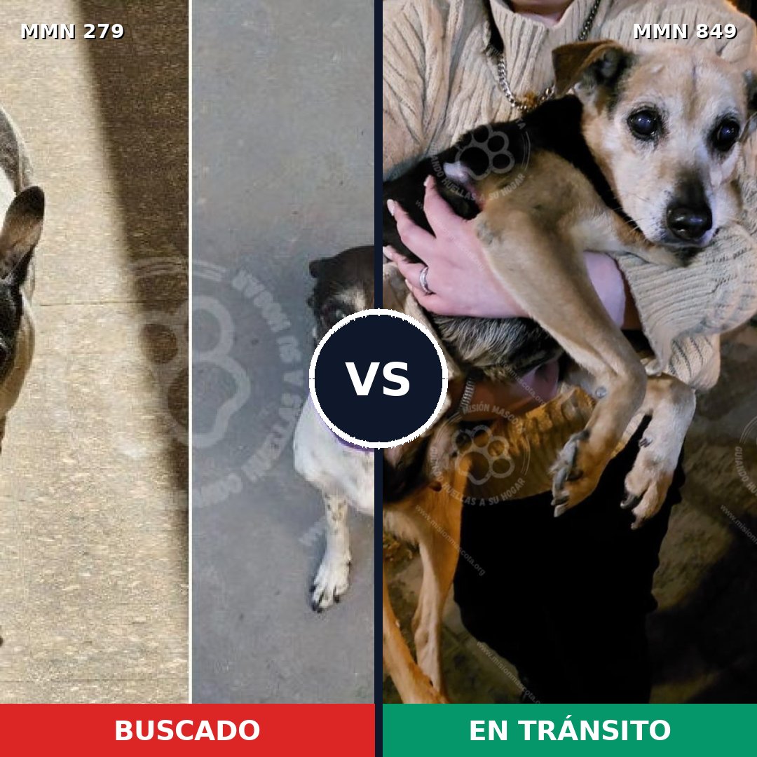 Comparativa MMS 13426: mascota perdida y mascota encontrada, 44% de similitud