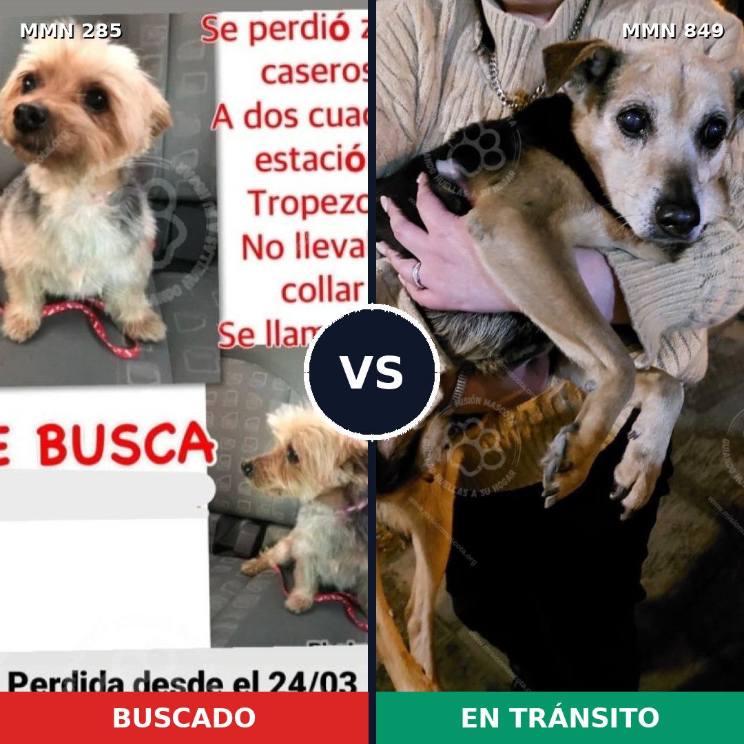 Comparativa MMS 13428: mascota perdida y mascota encontrada, 12% de similitud