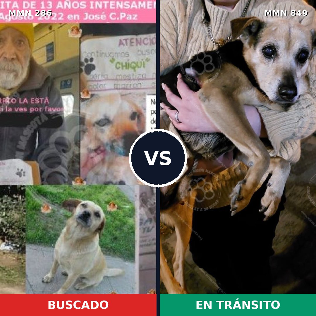 Comparativa MMS 13429: mascota perdida y mascota encontrada, 45% de similitud