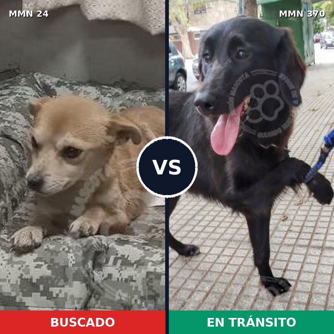 Comparativa MMS 1343: mascota perdida y mascota encontrada, 58% de similitud