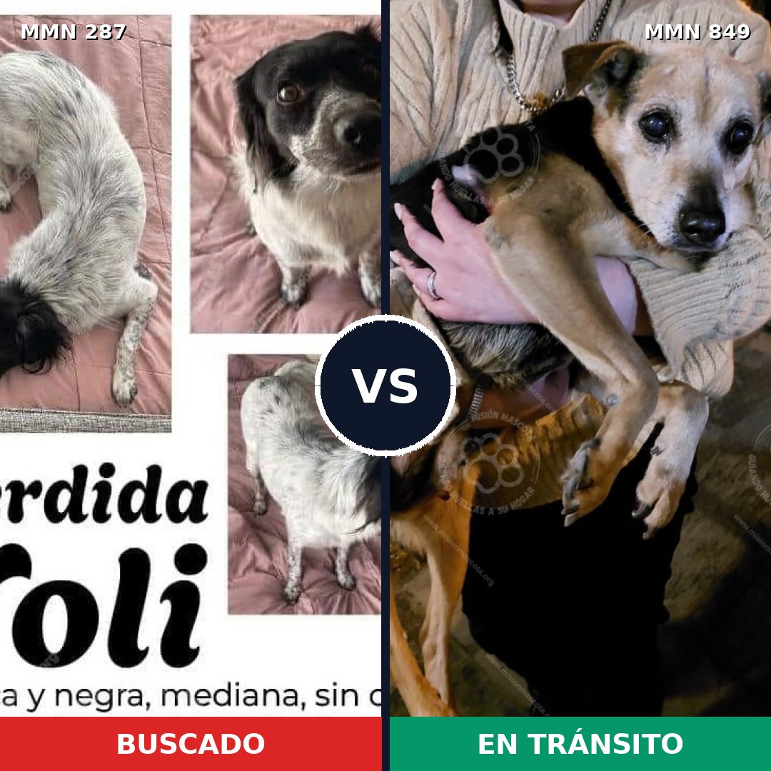 Comparativa MMS 13430: mascota perdida y mascota encontrada, 42% de similitud