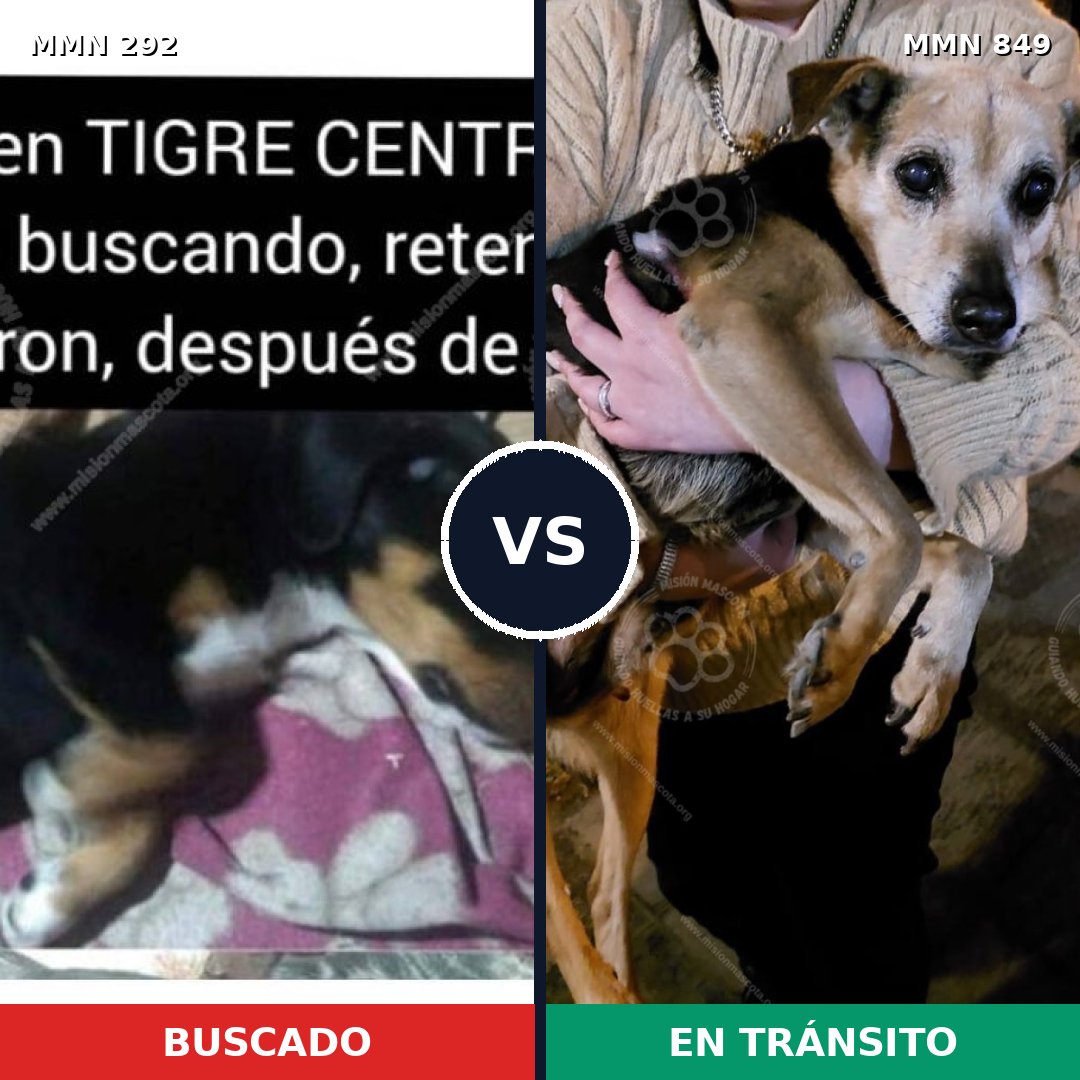 Comparativa MMS 13431: mascota perdida y mascota encontrada, 23% de similitud
