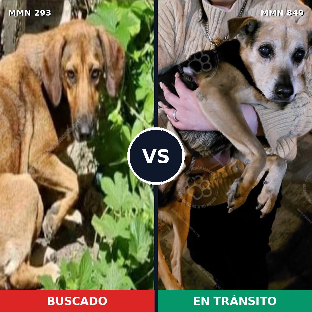 Comparativa MMS 13432: mascota perdida y mascota encontrada, 23% de similitud