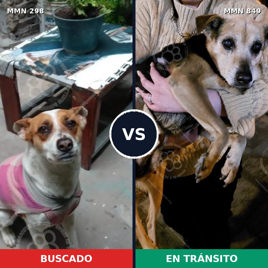 Comparativa MMS 13433: mascota perdida y mascota encontrada, 56% de similitud