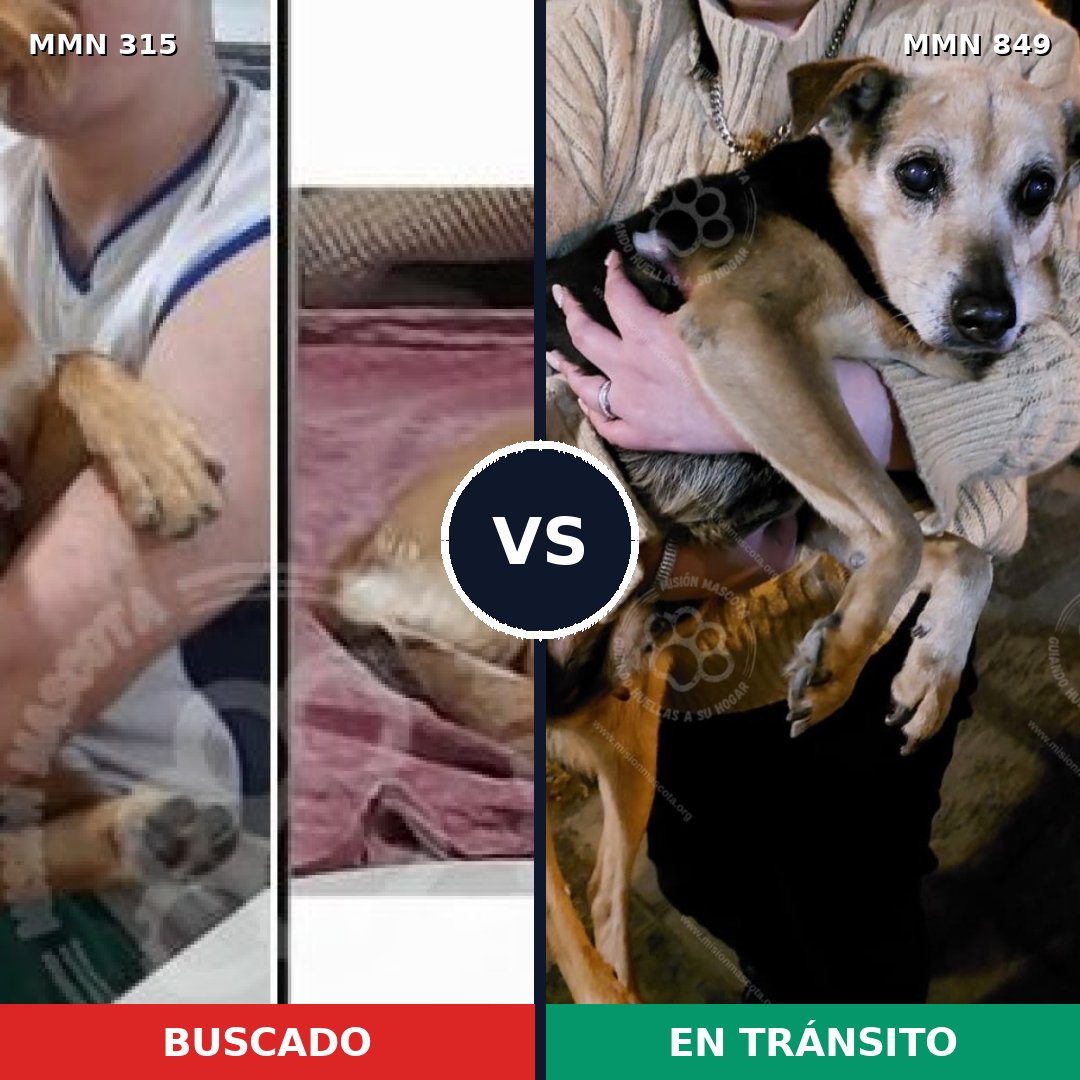 Comparativa MMS 13434: mascota perdida y mascota encontrada, 64% de similitud