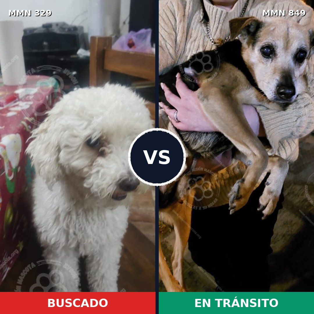 Comparativa MMS 13436: mascota perdida y mascota encontrada, 43% de similitud
