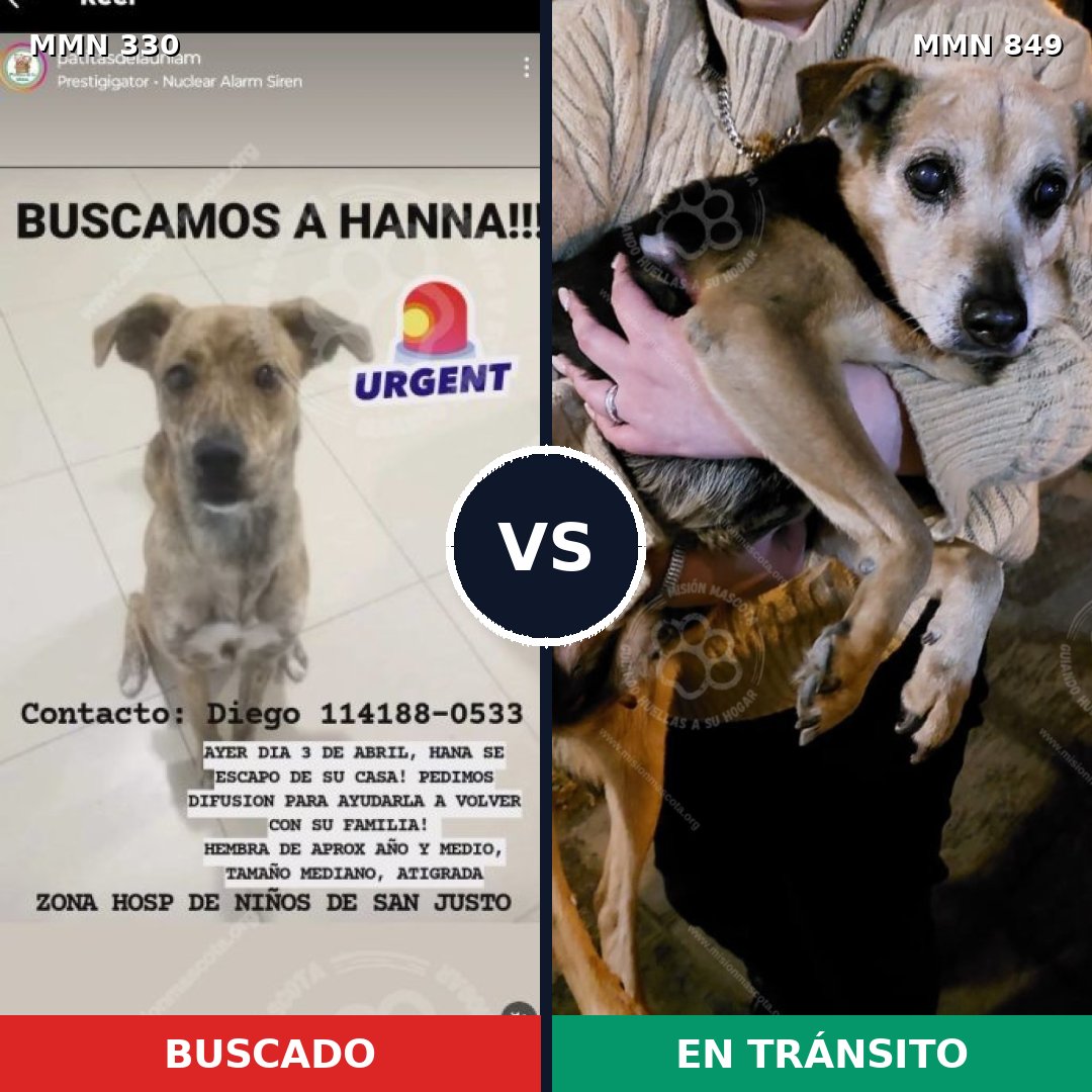 Comparativa MMS 13437: mascota perdida y mascota encontrada, 55% de similitud