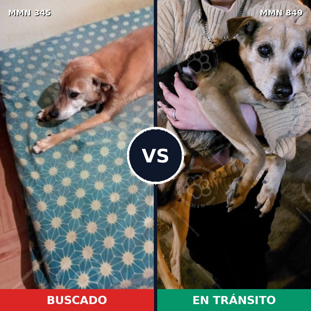 Comparativa MMS 13439: mascota perdida y mascota encontrada, 67% de similitud