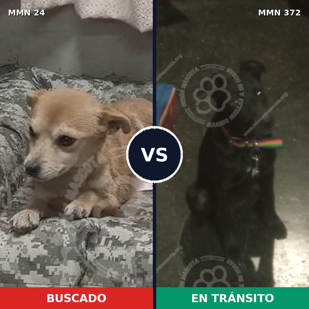 Comparativa MMS 1344: mascota perdida y mascota encontrada, 57% de similitud