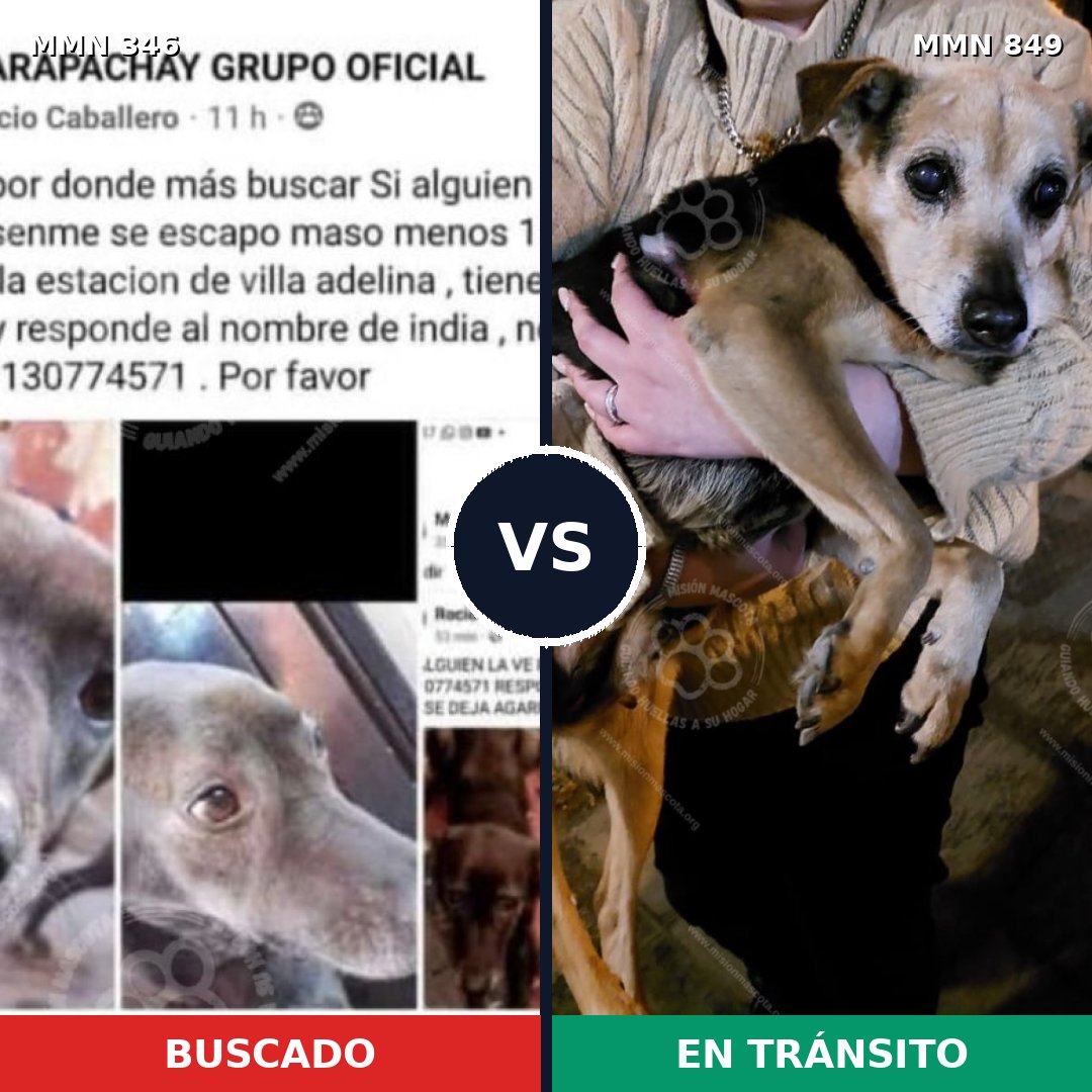 Comparativa MMS 13440: mascota perdida y mascota encontrada, 24% de similitud
