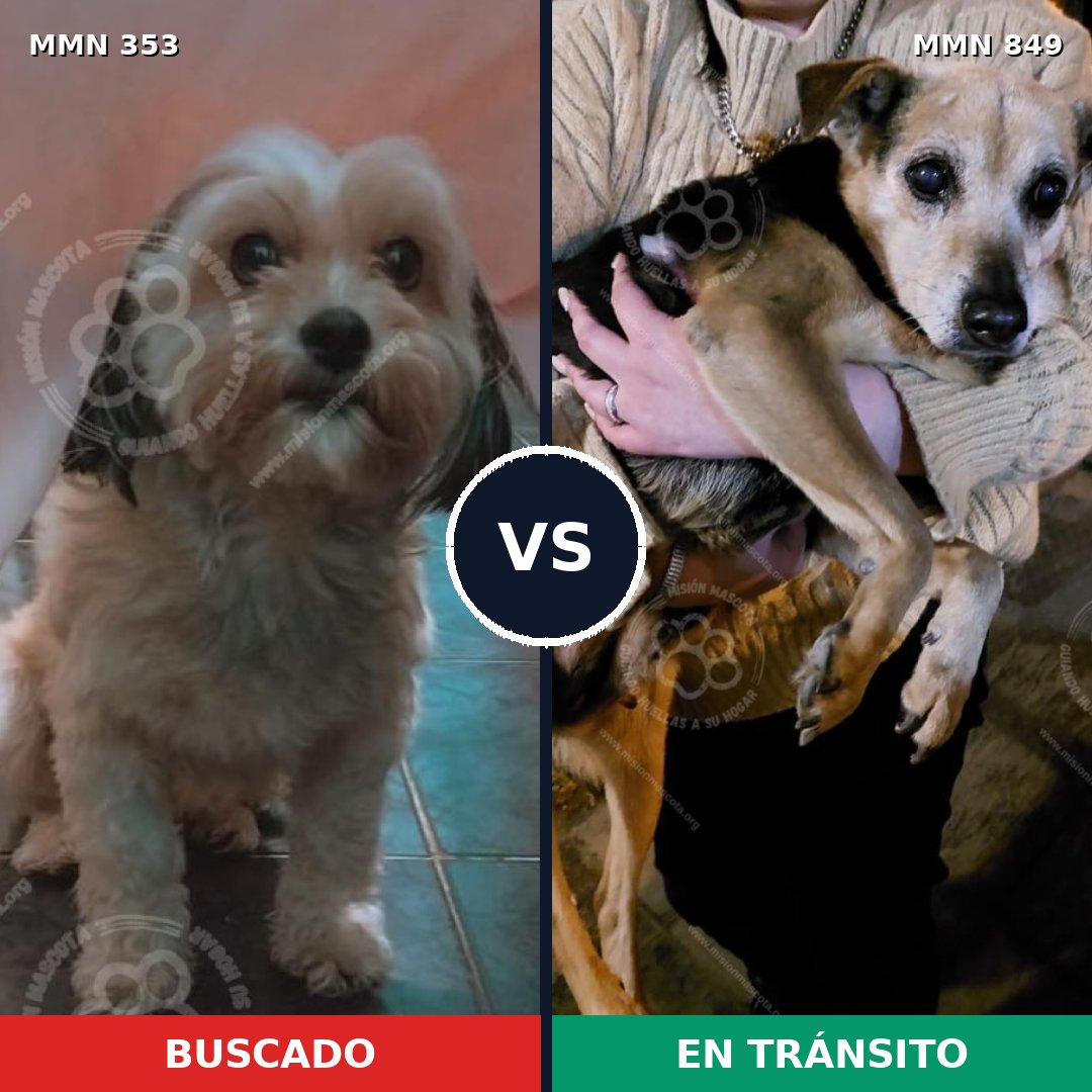Comparativa MMS 13442: mascota perdida y mascota encontrada, 20% de similitud
