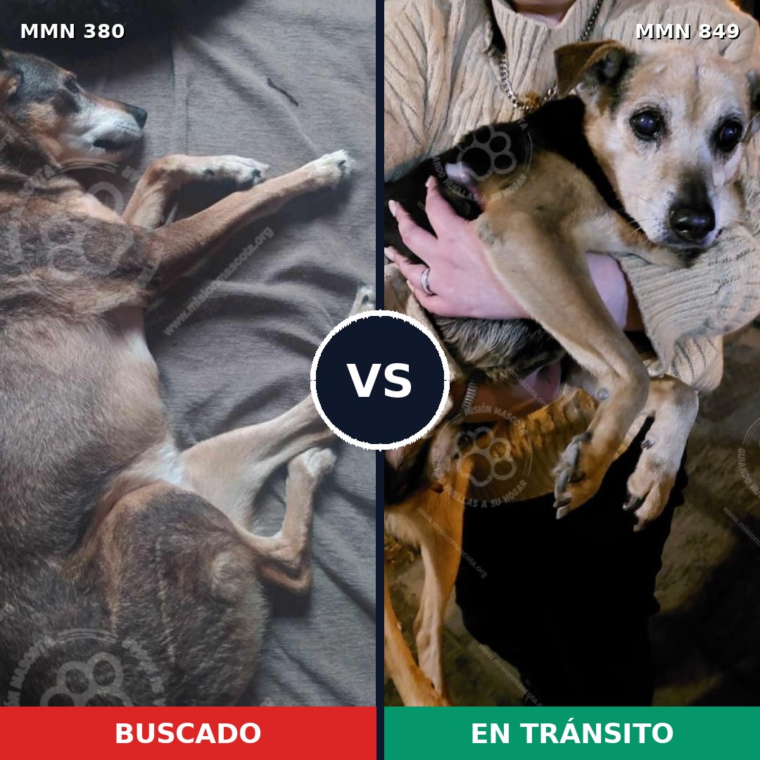 Comparativa MMS 13444: mascota perdida y mascota encontrada, 65% de similitud