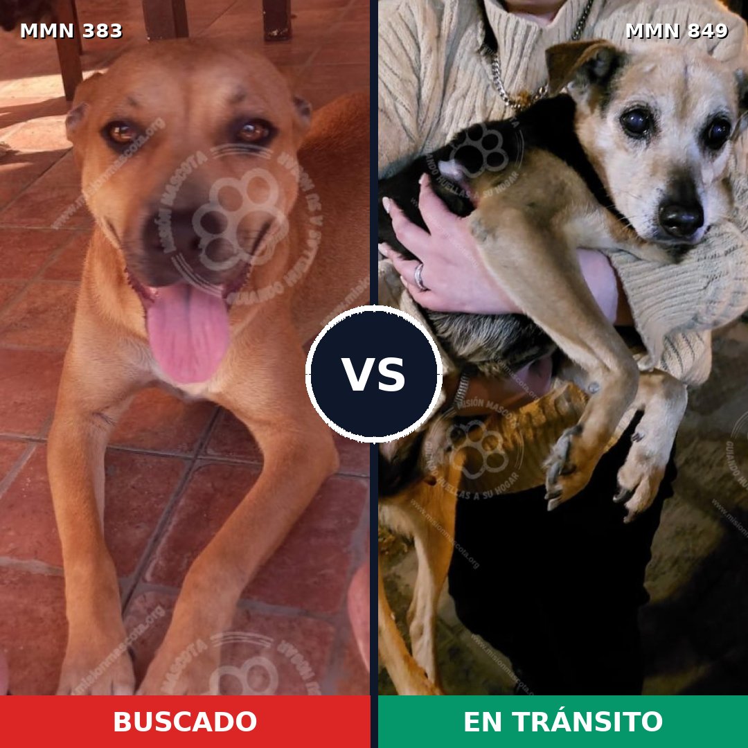 Comparativa MMS 13445: mascota perdida y mascota encontrada, 55% de similitud