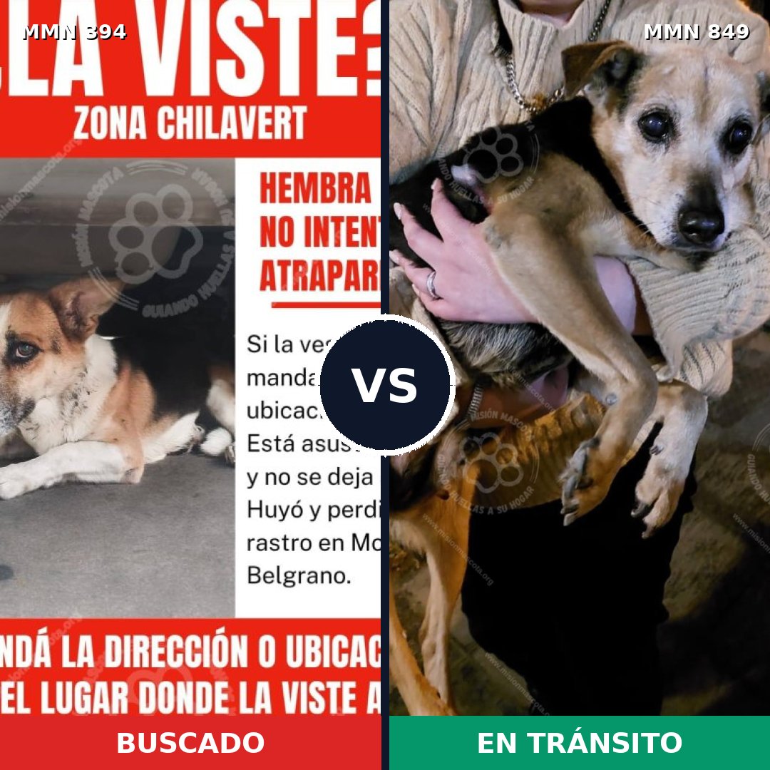 Comparativa MMS 13447: mascota perdida y mascota encontrada, 62% de similitud
